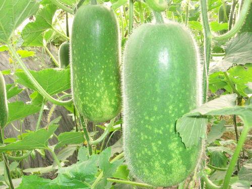 热门大瓜热心的朝阳爆料,朝阳爆料，明星隐私再掀波澜